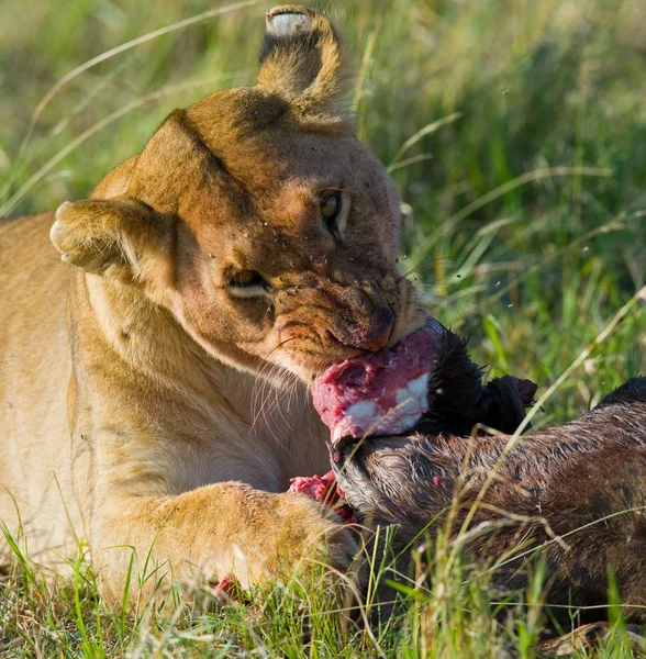 Lioness eating meat — Stock Photo, Image