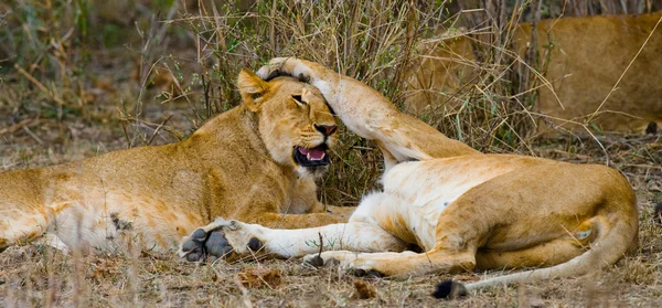 Twee lionesses in haar habitat — Stockfoto