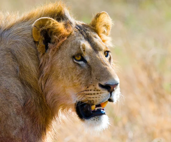 Portré, fiatal oroszlán — Stock Fotó