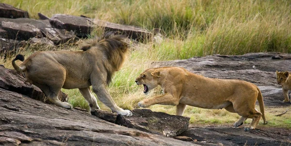 Lion and lioness fight