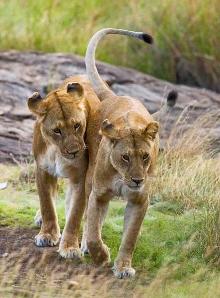 在坦桑尼亚的两个母狮. — 图库照片