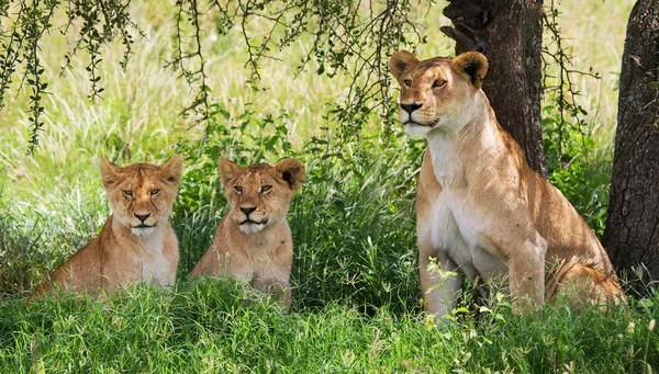 Löwin entspannt sich — Stockfoto