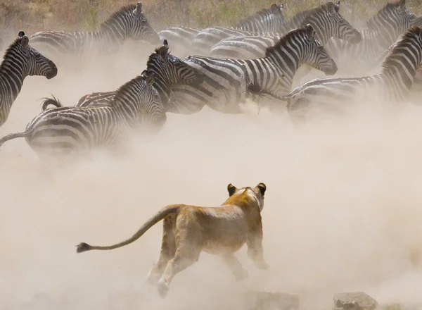 Attacco leonessa a una zebra — Foto Stock