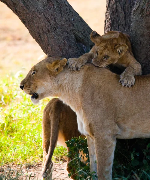 Λέαινα στο βιότοπό με cub — Φωτογραφία Αρχείου