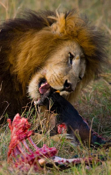 Den vackraste lejonet — Stockfoto