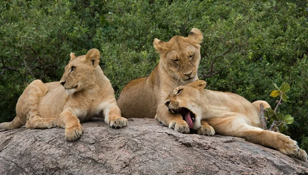 Grupp av lejoninna avkopplande — Stockfoto