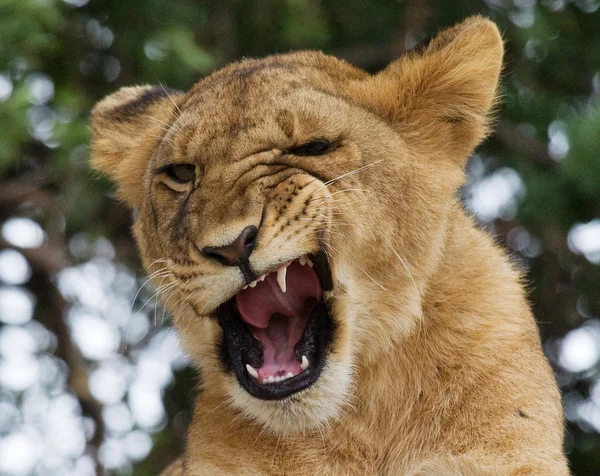 Close-up  portrait of Lioness — Stock Photo, Image