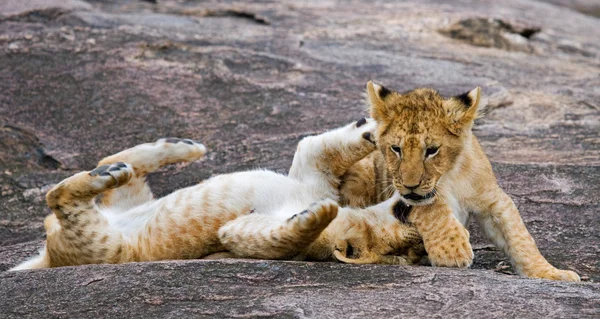 Två lejon ungar — Stockfoto