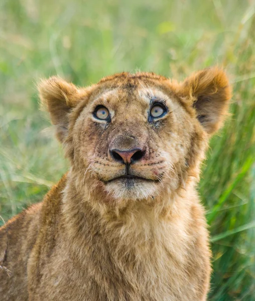 Lion cub close up portrait — Stok fotoğraf