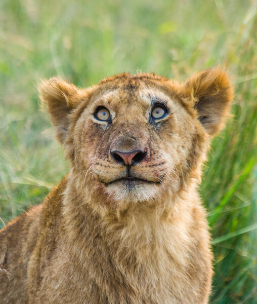 One lion cub close up portrait,Kenya and Tanzania, Serengeti National Park (Tanzania) and the Masai Mara (Kenya)