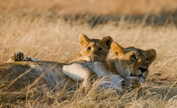 Leonessa nel suo habitat con cucciolo — Foto Stock