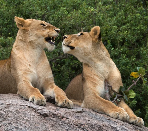 Two of lioness relaxing — Zdjęcie stockowe