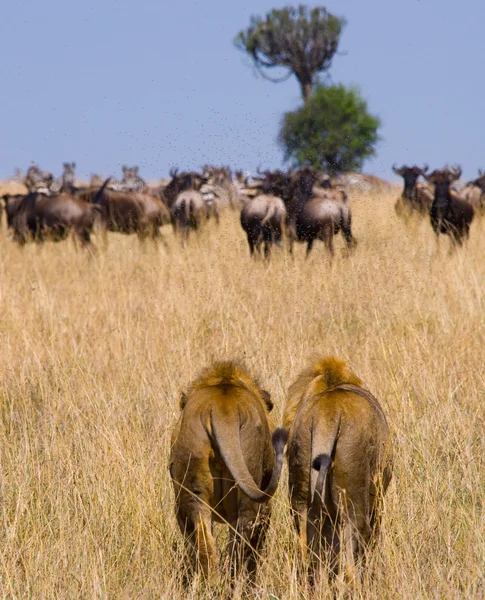 Deux gros lions mâles — Photo