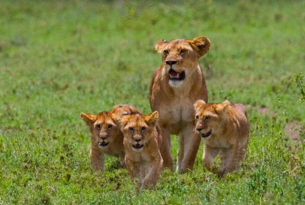 Löwin in ihrem Lebensraum mit Jungen — Stockfoto