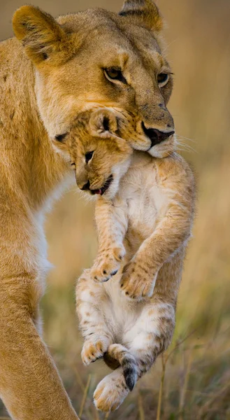 Lioness in its habitat with cub — Stock Photo, Image