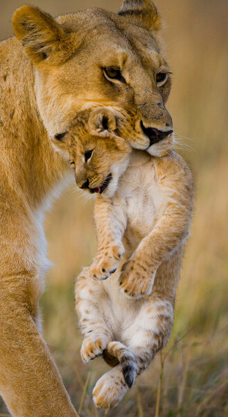 lioness in its habitat with cub