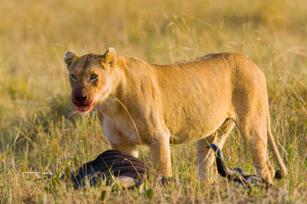 Close-up  portrait of Lioness