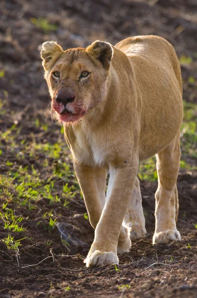 Ritratto ravvicinato della leonessa — Foto Stock