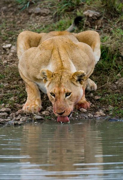Agua potable de leona —  Fotos de Stock