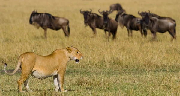 Grote vrouwelijke Leeuw in savanne — Stockfoto