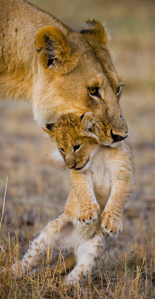 Close up portrait of lioness