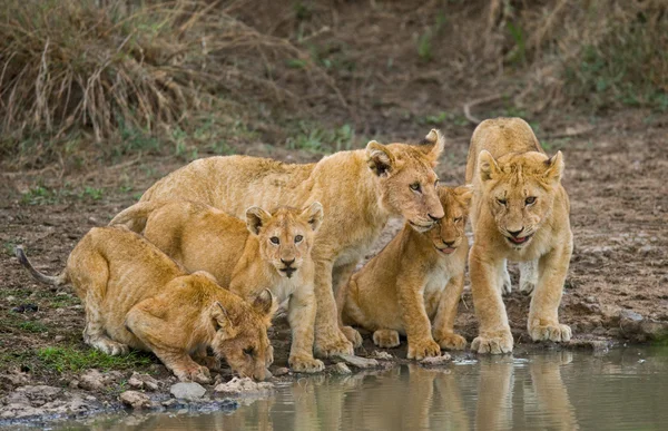 Agua potable de leona — Foto de Stock