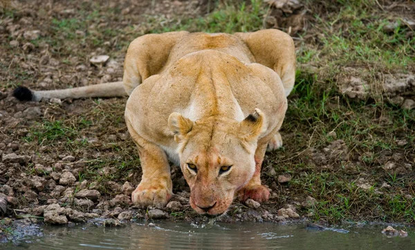 Eine Löwin trinkt Wasser — Stockfoto