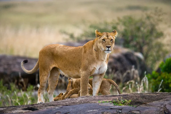 Lejoninna med lejon ungar — Stockfoto