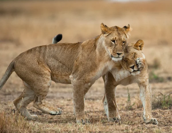 Giocare leonessa nel suo habitat — Foto Stock