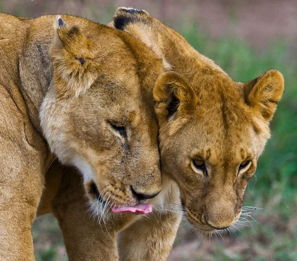 Giocare leonessa nel suo habitat — Foto Stock