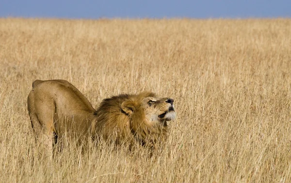 Grote leeuwen in hoog gras — Stockfoto