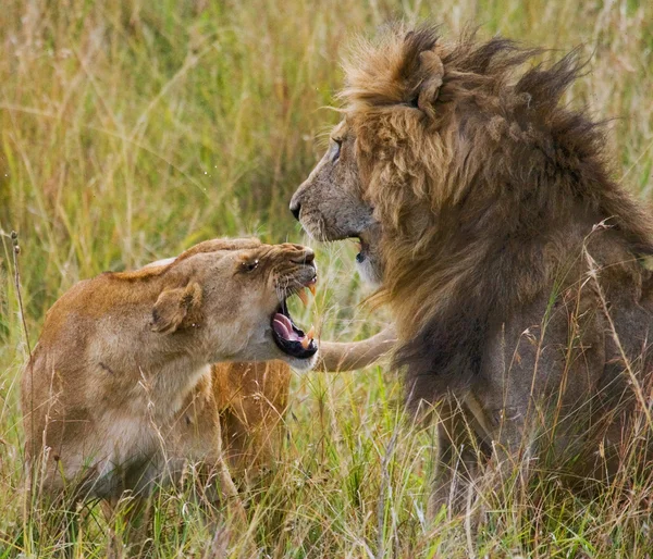 Leone e leonessa combattono — Foto Stock