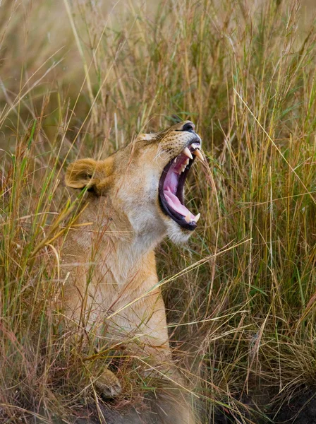 Close-up  portrait of Lioness — Stock Photo, Image