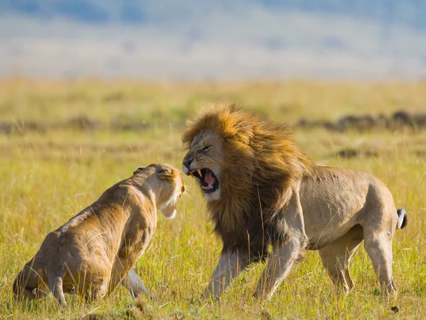 Lejon och lejoninna i savannah — Stockfoto
