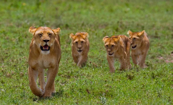 Leona en su hábitat con cachorros —  Fotos de Stock