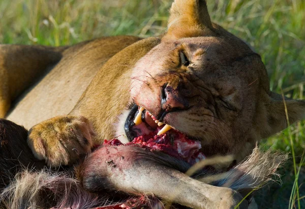 Lioness eating meat — Stock Photo, Image