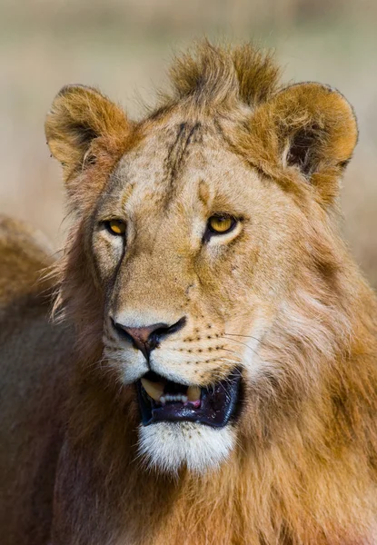 Portrait of young lion — Stock Photo, Image