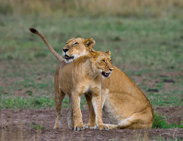 玩在其栖息地的母狮 — 图库照片