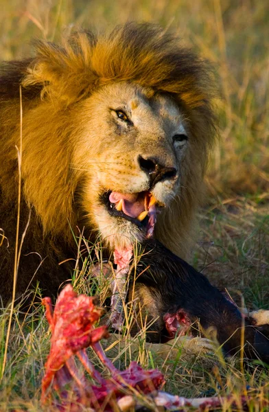 El león más hermoso — Foto de Stock