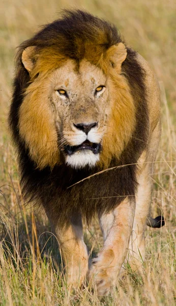 Den smukkeste løve - Stock-foto