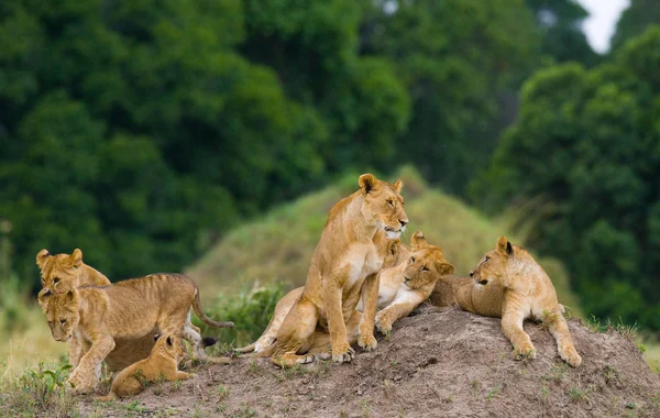 在它的栖息地与幼崽的母狮 — 图库照片