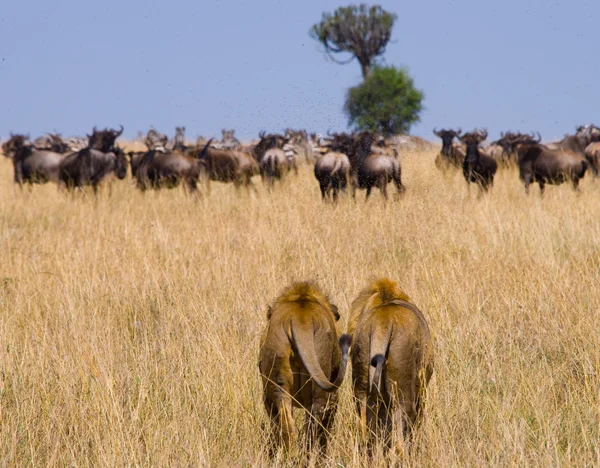 Deux gros lions mâles — Photo