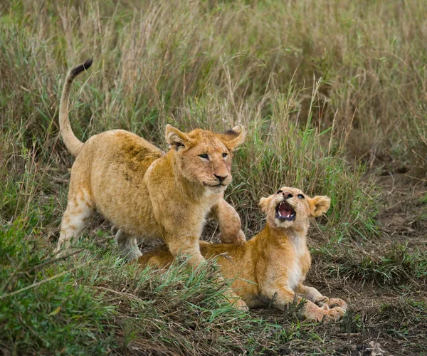 Twee leeuwenwelpen — Stockfoto