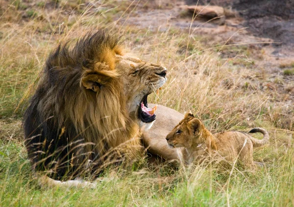 Erwachsener Löwe mit Jungtier entspannt — Stockfoto