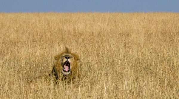 large lions in high grass