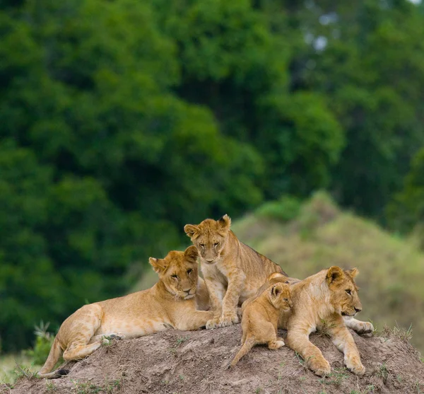 Leoa em seu habitat com filhote — Fotografia de Stock