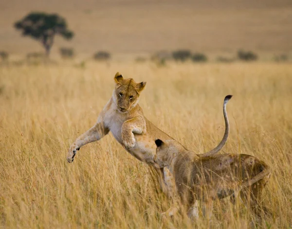 Playing lioness in its habitat — Stock Photo, Image
