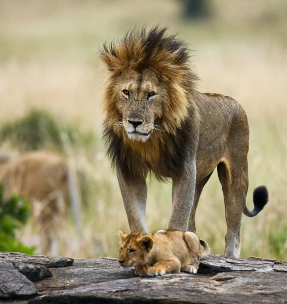 Büyük aslan aslan yavrusu ile — Stok fotoğraf