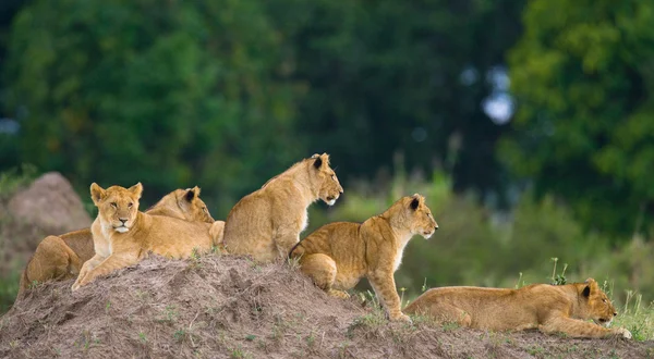Groupe de lionnes sur la colline — Photo
