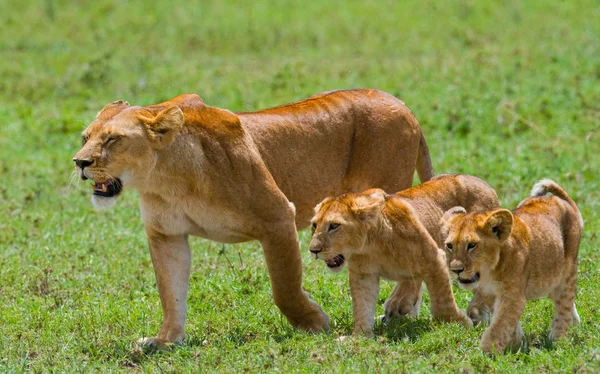 Leoa em seu habitat com filhotes — Fotografia de Stock